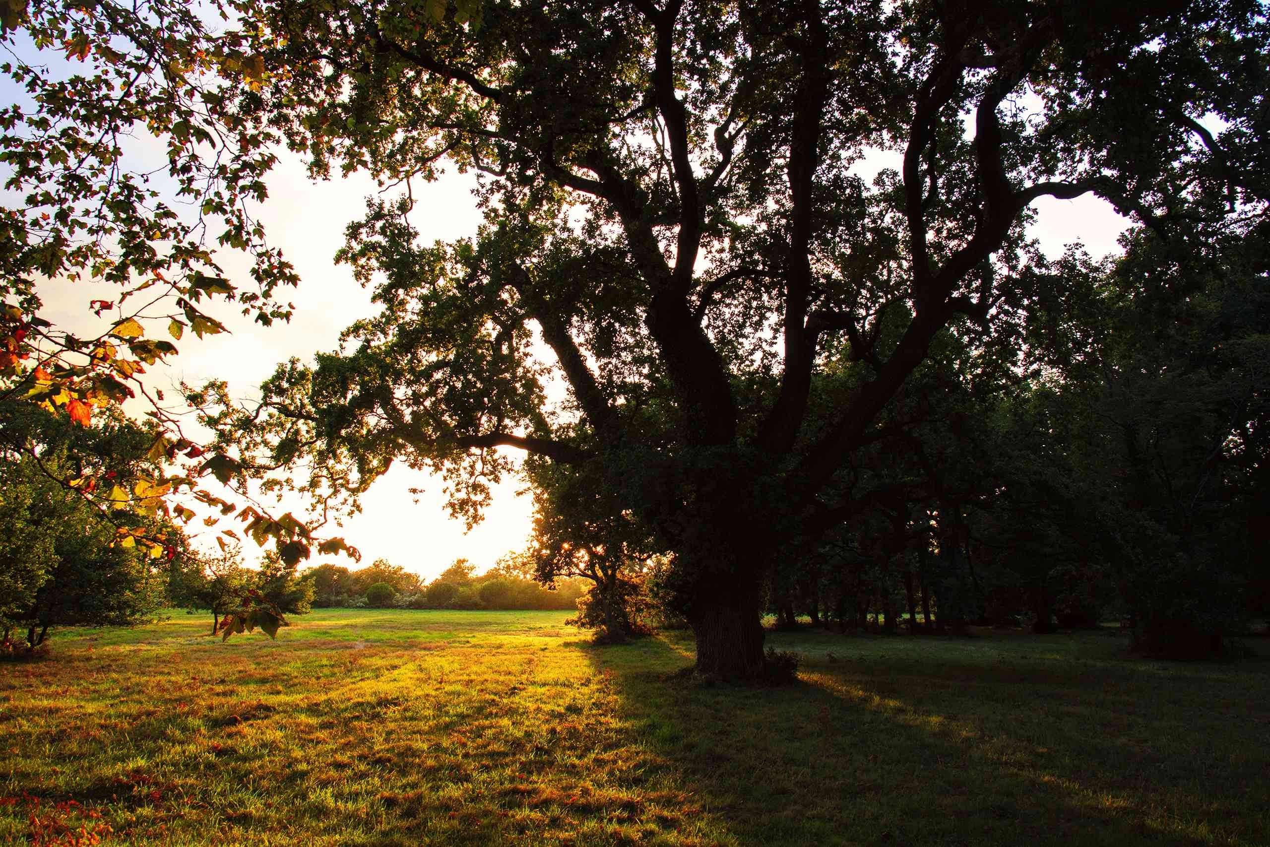 Park med träd i solnedgång.