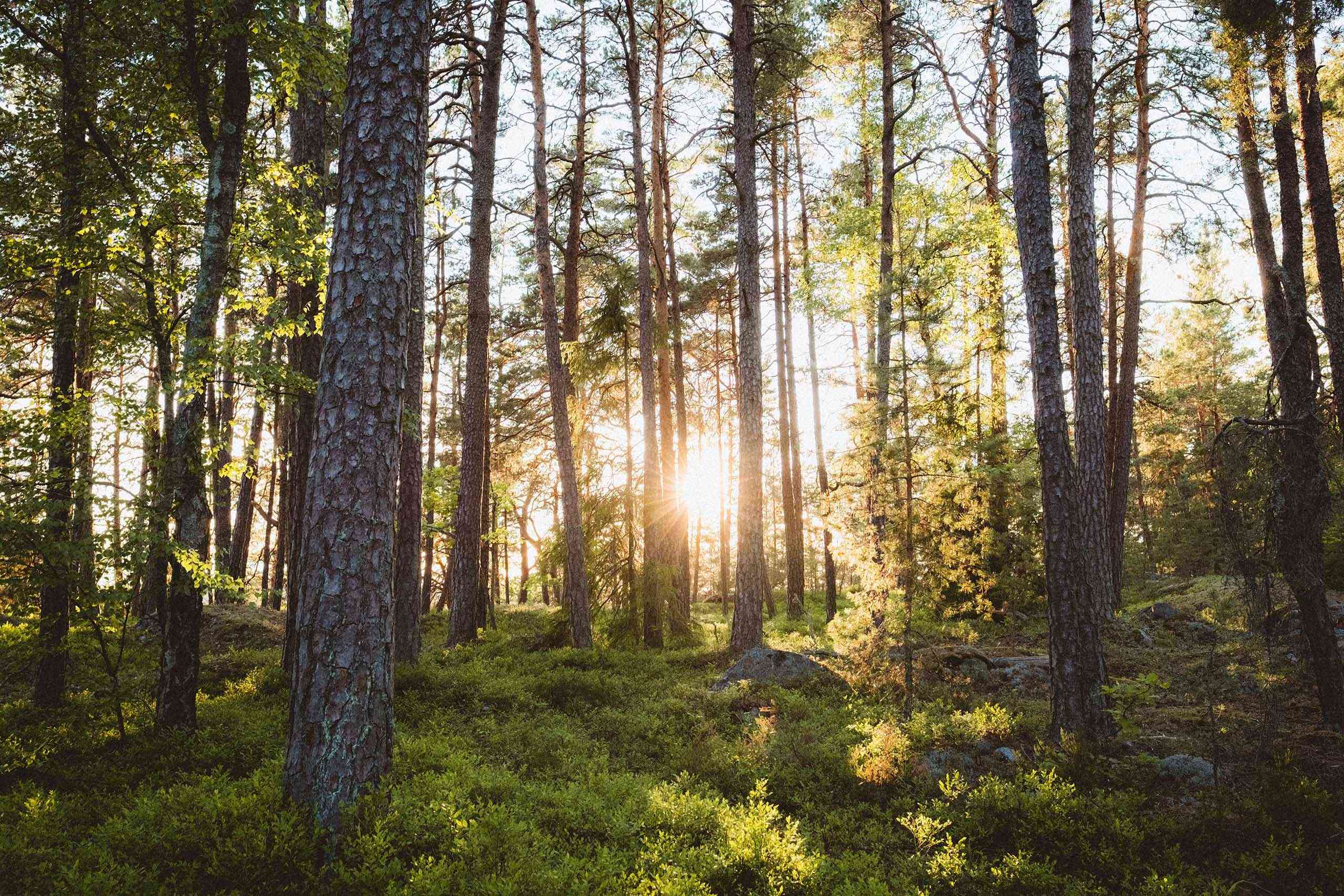 Skog med solljus mellan träden.