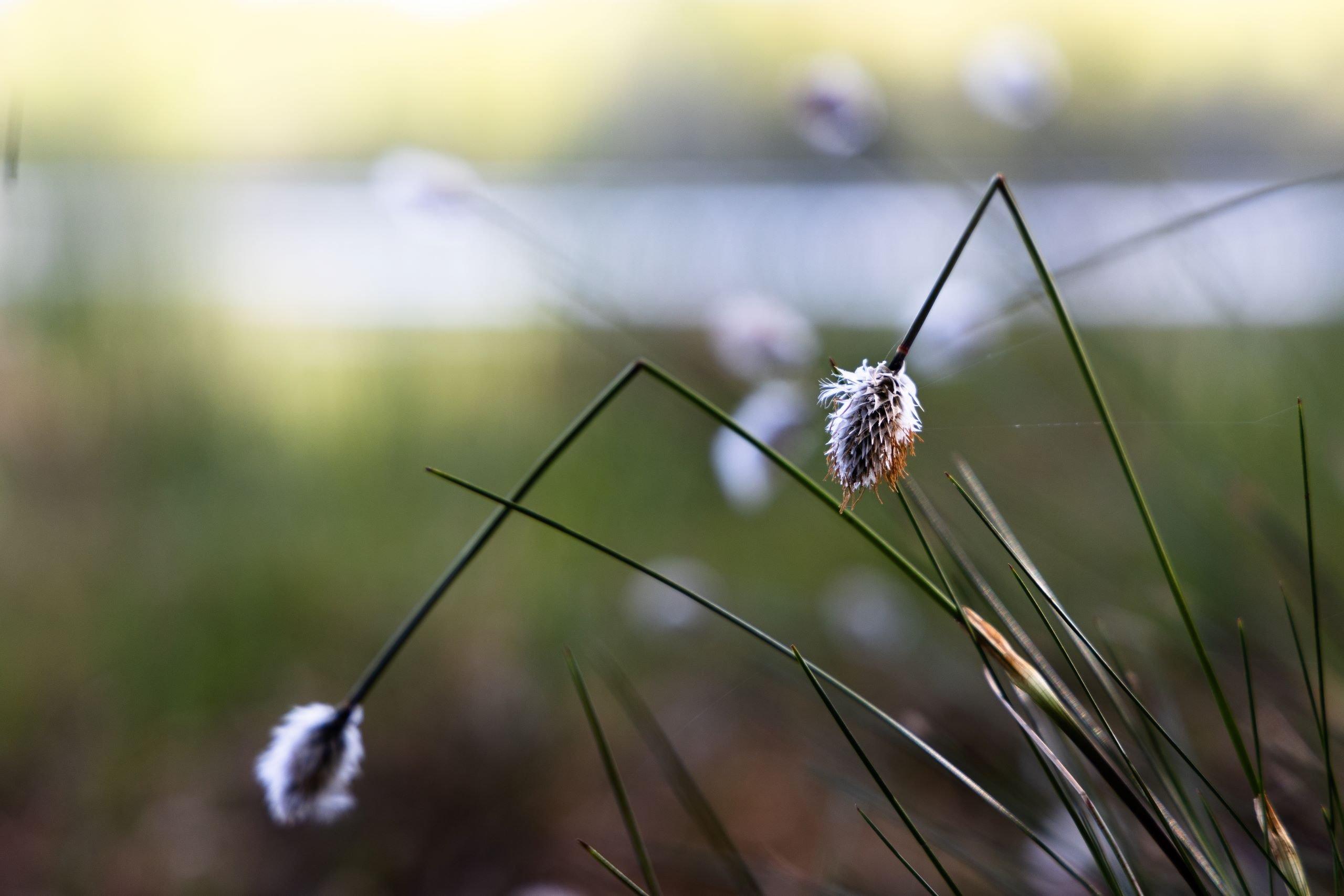 Tupasvilla lähikuva